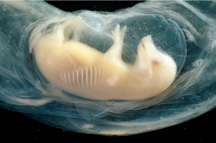 Representação do coração em desenvolvimento em embrião de porco